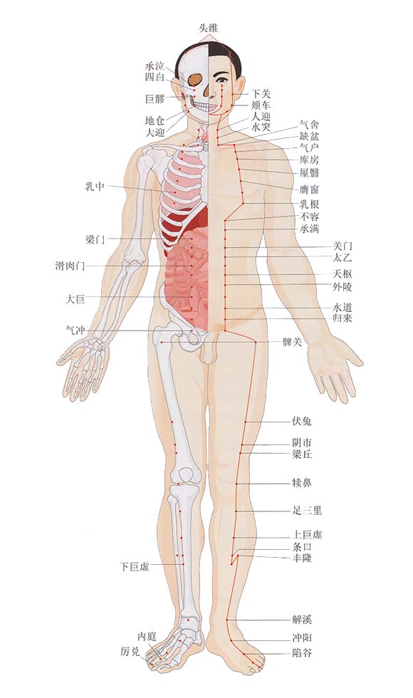 足阳明胃经经脉循行图图片